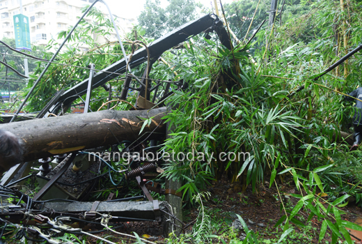 Tree fall